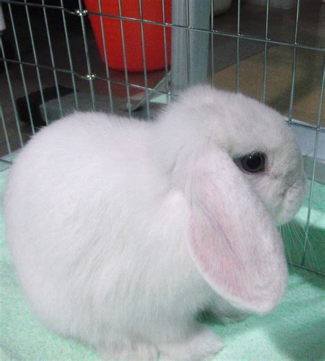 Holland Lop Blue Eyed White Bunny Rabbit Usa Baby Bunnies Bunny