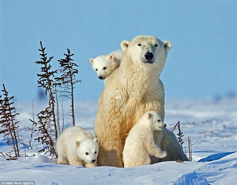 Beißen Gedanken Newborn Polar Bear Cubs