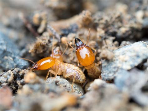 Formosan Termites What You Need To Know Vulcan Termite And Pest Control