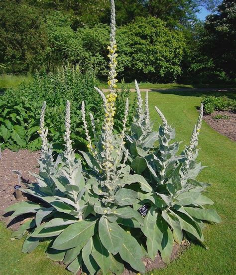 Verbascum Yellow Mullein Thapsus Perennial Mullien Wildflower Etsy