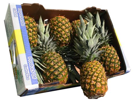 Pineapple - Brooks Tropicals