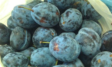 The damson or damson plum also archaically called the damascene. Damson plum - How to grow & care | Damson plum, Plum fruit ...
