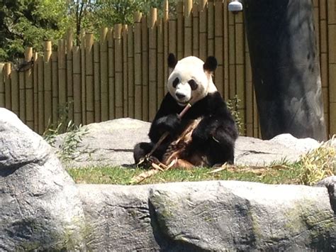 Pandas From China Debut At Toronto Zoo Toronto Globalnewsca