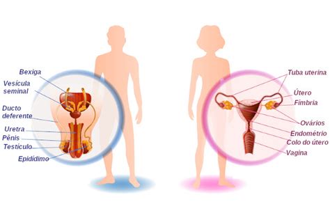 Sistemas Reprodutores Feminino E Masculino