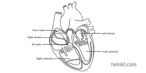 Corazón Diagrama Etiquetado En Blanco Y Negro Illustration Twinkl