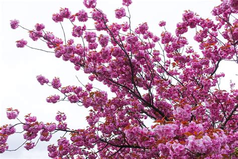 Blossoming Cherry Tree Free Photo Download Freeimages
