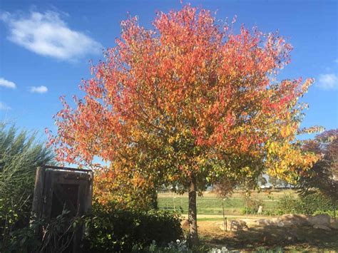 Ornamental Pear Trees The Perfect Tree For Low Maintenance Landscaping