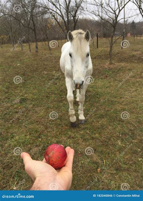 The Horse Comes To Eat An Apple Stock Photo Image Of Cute Forest