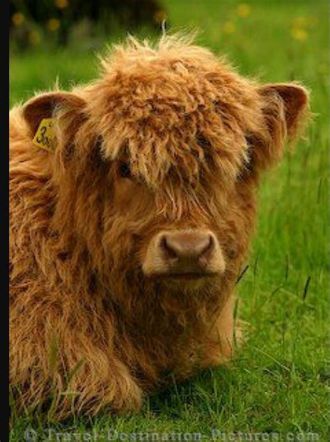 I Wish Future Yard To Include This Mini Highland Cow Fluffy Cows