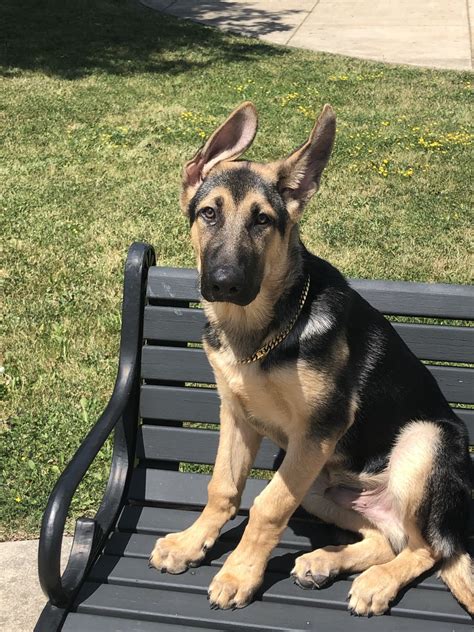 However, this courageous and dependable dog. German Shepherd Puppies For Sale | Buffalo, NY #306061