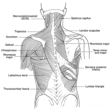 Illustration Of Back Muscles Photograph By Science Source