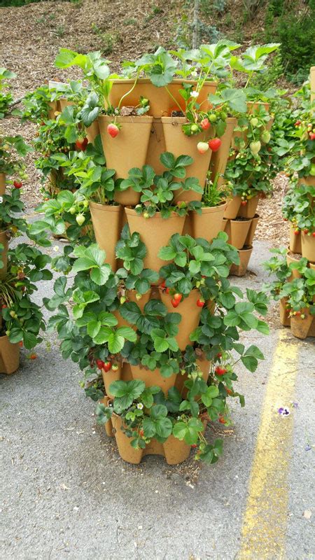 Vertical Strawberry Planter Ideas Greenstalk Vertical Garden