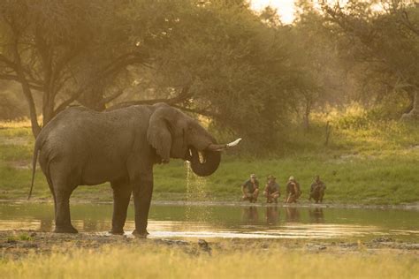 Walk Botswana Safaris Okavango Delta