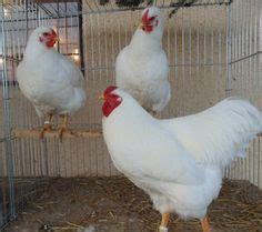 Chicken Breeds Eastern European On Pinterest