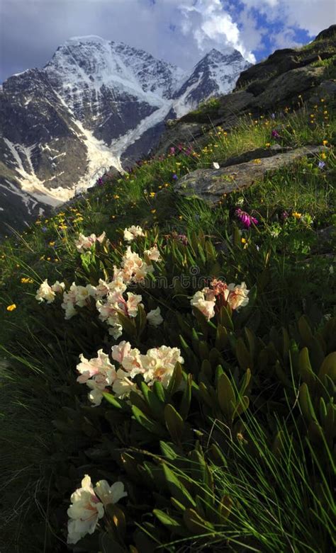 Mountain Flowers Stock Image Image Of Elbrus Holiday 10990297