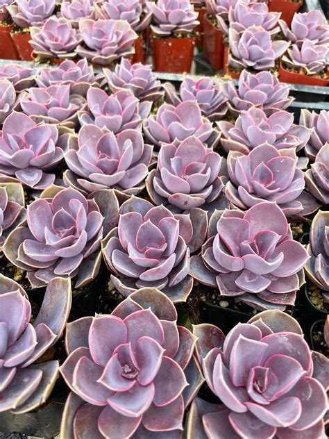 Echeveria Purple Pearl Rare Succulent Live Plant Etsy
