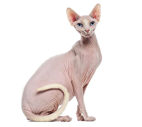 Weird But Amazing Facts About The Rare Hairless Sphynx Cat