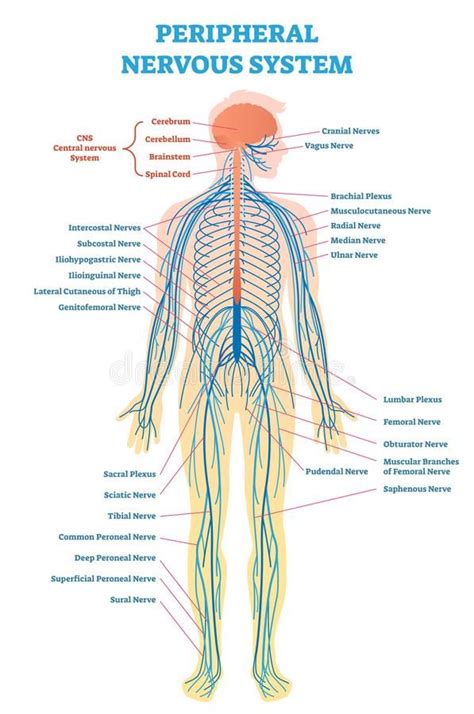 Peripheral nervous system, medical vector illustration diagram with