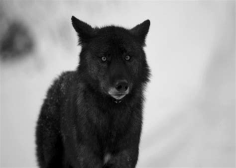 Anime wolves gif (page 1) anime wolf gifs animated wolf images gifs | tenor these pictures of this page are about:anime wolves gif Renier Bane Laroche | Soulmate: My Alpha Mate, a roleplay ...