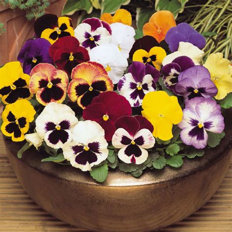 Pansy Matrix Mixed Garden Ready J Parker Dutch Bulbs