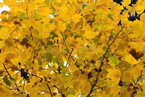 Yellow Autumn Leaves Close Up Stock Image Image Of Beautiful Foliage