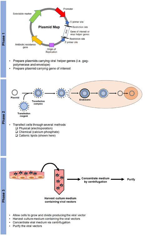 Gene Expression Gene Editing And Cell Confluency How Cell Culture