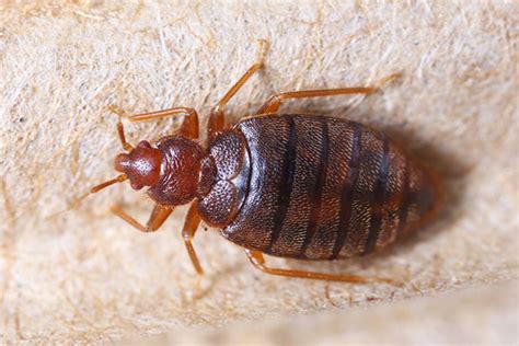 Bed Bugs Up Close Envirosafe Pest Control Orlando