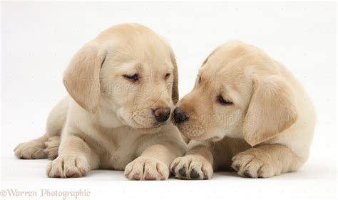 Dogs Yellow Labrador Retriever Puppies 8 Weeks Old Photo Wp23195