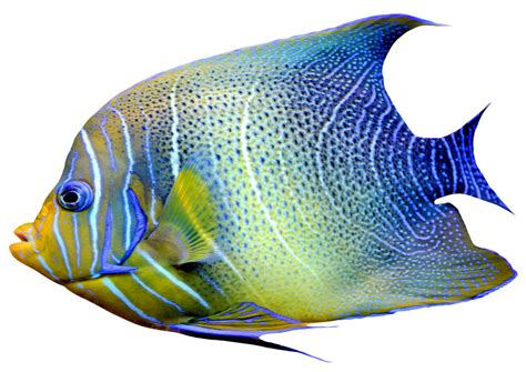 Fish Png Transparent Fish Png Images Pluspng Sexiz Pix