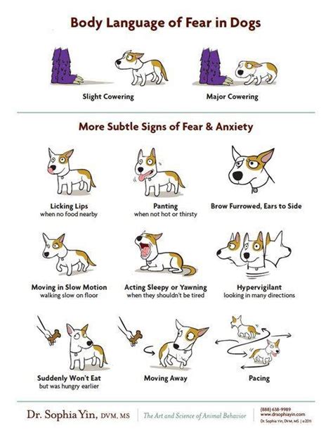 Dog Body Language Infographics Pinterest Language