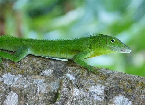Jamaican Giant Anole Facts Info And Care Guide With Pictures Pet Keen