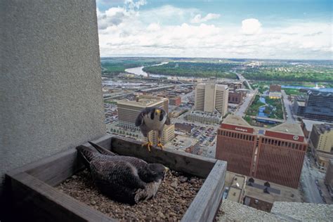 Peregrine Falcons Nebraska Game And Parks Commission
