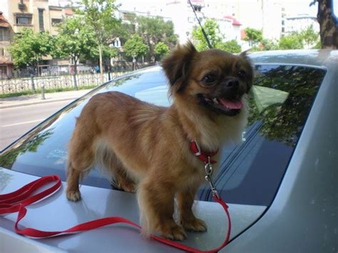 Peek A Pom Dog Breed Information And Pictures