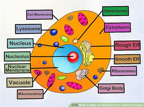 You can make an animal cell model using basic materials that can be purchased from a craft supply store. 4 Ways to Make an Animal Cell for a Science Project - wikiHow