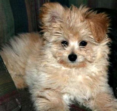 Mixed Breed Spotlight Pomapoo Pomeranian Poodle Mix Featured Creature