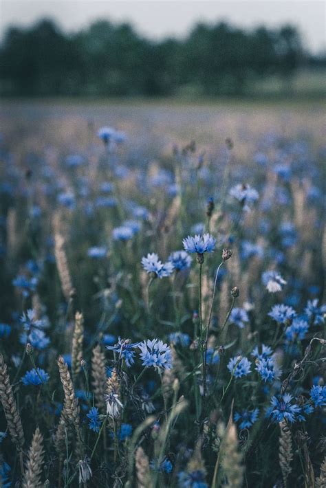 Blue Flower Fields
