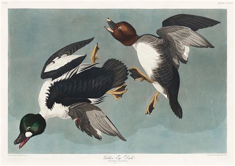 Golden Eye Duck From Birds Of America 1827 By John James Audubon