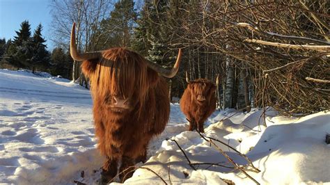 Scottish Highland Cattle In Finland Cows And Birds 6th Of February