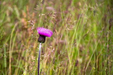 Thistle Melancholy Flower Free Photo On Pixabay Pixabay