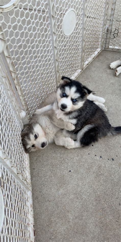119,337 likes · 46 talking about this. Alaskan Husky Puppies For Sale | Pomona, CA #297299