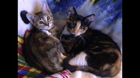 More Kittens Alma And Ava Being Super Adorbs 🥰 😻 💕 Youtube