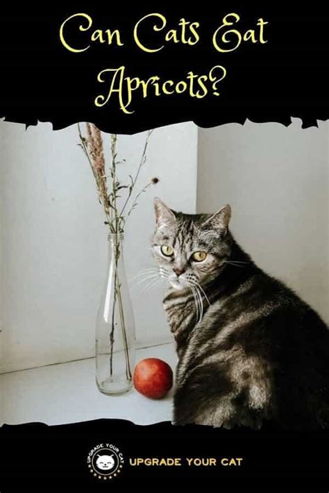 No matter how you dice it (pun intended), it seems peanuts are one of those foods you don't actually need to be afraid of your cat are they nutritiously necessary for them? Can Cats Eat Apricots? (Fruit, Yes; Stone, No) - Upgrade ...