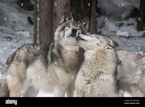 Two Grey Wolves Showing Affection To Each Other One Is Licking The