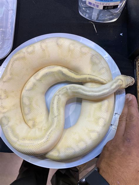 Pastel Highway Ball Python By Metal Scales Reptiles Morphmarket