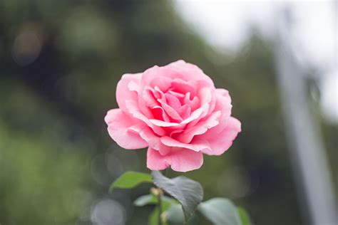 1000 Pinke Rose Fotos · Pexels · Kostenlose Stock Fotos