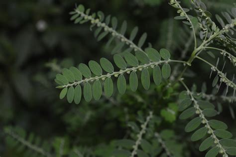 Phyllanthus Amarus Introduced Eflora Of India