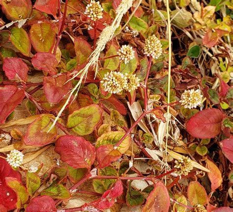 Autumn Leaves Free Stock Photo Public Domain Pictures