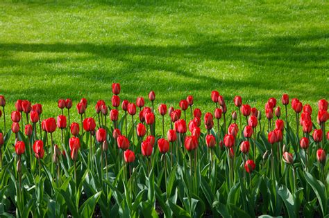 Red Tulip Row Free Stock Photo Public Domain Pictures