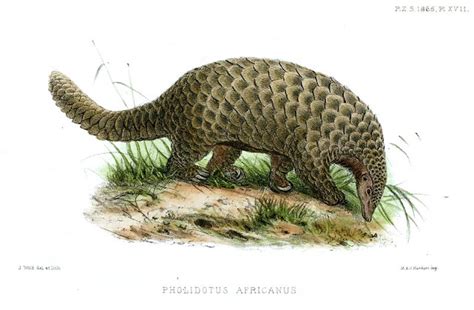 D20 Despot Monster Monday Pangolins Armor Covered Anteaters