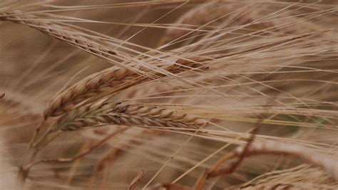 Download Wallpaper 1920x1080 Ears Grasses Dry Plant Field Full Hd